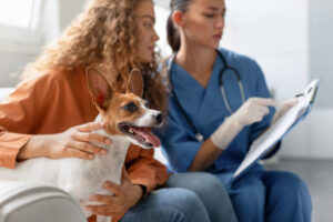 IVDD in Dogs Treatment