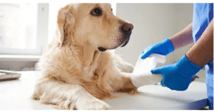 CCL tear in dogs