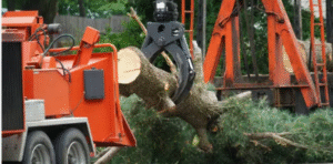 same-day tree removal