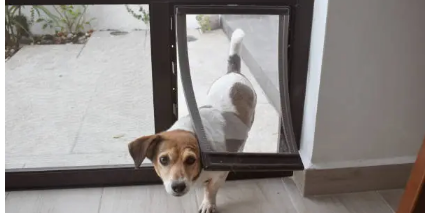 Pet Doors Adelaide’ A Beginner’s Guide to Installing Pet Doors in Your Home1