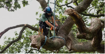 Arborist Adelaide Hills’ Why Professional Tree Care Is Essential for Safe and Healthy Properties